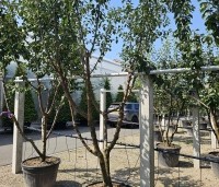 Prunus dom. 'Reine Claude Verte' - Prunus dom. 'Reine Claude Verte' - 2