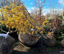 Hamamelis mollis winterbloei volwassen struik op de kwekerij van Ten Hoven Bomen. januari 2023