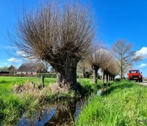 Salix alba knotvorm