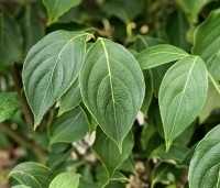 Cornus kousa 'China Girl' - Japanse grootbloemige kornoelje - 1