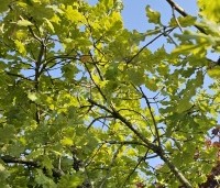 Quercus pubescens - Donzige eik - 3