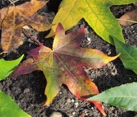 Liquidambar styraciflua - Amberboom - 4