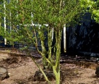 Styrax japonicus - Storaxboom - 2