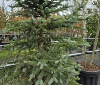 Picea pungens 'Glauca' - Blauwspar 'Glauca' - 1