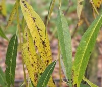 Salix sepulcralis 'Chrysocoma' - Treurwilg - 1