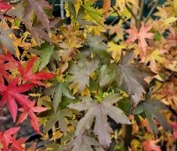 Liquidambar styraciflua 'Worplesdon' - Amberboom - verrassende herfstkleuren