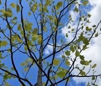 Liriodendron tulipifera 'Glen Gold' - Tulpenboom 'Glen Gold' - voorjaar jong blad