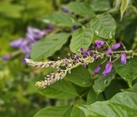 Wisteria formosa 'Issai' - Blauwe Regen 'Issai' - 1