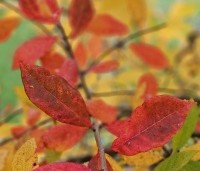 Nyssa sylvatica - Zwarte tulepoboom - oktober 2024 gele en rode herfstkleuren