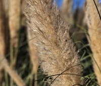 Cortaderia selloana - Pampasgras - 1