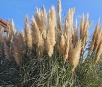 Cortaderia selloana - Pampasgras - 4