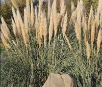 Cortaderia selloana - Pampasgras - 2