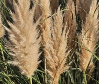 Cortaderia selloana - Pampasgras - 3