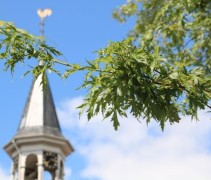 Acer saccharinum Laciniata 'Wierii'