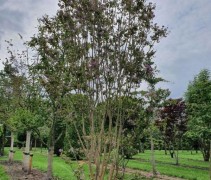 Lagerstroemia indica 'Viola', meerstammig op onze kwekerij