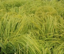 Pennisetum 'Hameln Gold'