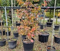 Parrotia persica 'Cherry Tips' - Perzisch IJzerhout 'Cherry Tips' - herfst