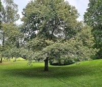 Castanea sativa 'Variegata' - Tamme Kastanje 'Variegata' - 9