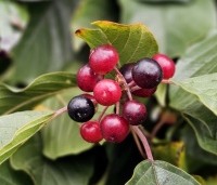 Frangula alnus - Vuilboom - 1
