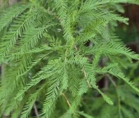 Taxodium distichum 'Shawnee Brave' - Moerascypres - 2