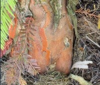 Taxodium distichum 'Shawnee Brave' - Moerascypres - 3