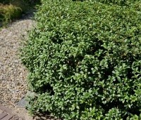 Osmanthus x burkwoodii - Schijnhulst - wolk