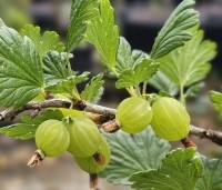 Ribes uva-crispa 'Hinnonmacky Gul' - Witte kruisbes 'Hinnonmacky Gul' - 2