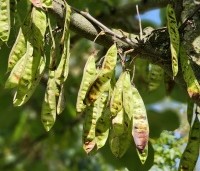 Cercis siliquastrum - Judasboom - 10