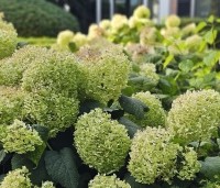 Hydrangea arborescens 'Annabelle'  - Amerikaanse Hortensia 'Annabelle' - 5