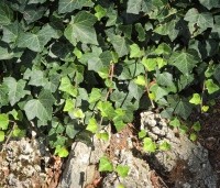Hedera hibernica - Klimop hibernica - bodembedekker toepassing