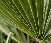 Trachycarpus fortunei  (Chamaerops Excelsa) - Chinese waaierpalm, Windmolenpalm, Henneppalm - 4