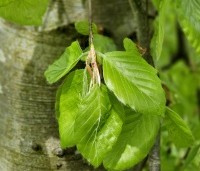 Fagus sylvatica 'Pendula' - Groene Treurbeuk - 1