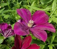 Clematis 'Rouge Cardinal' - Bosrank 'Rouge Cardinal' - 1