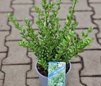 Ilex crenata 'Caroline Upright' - Japanse hulst - 2