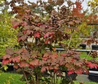 Hydrangea Quercifolia 'Ruby Slippers' - Roze bloeiende eikenblad hortensia - najaar