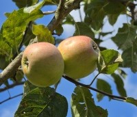 Malus dom. 'Sijden Hempje' - Malus dom. 'Sijden Hempje' - 1