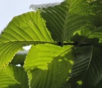 Ulmus 'Camperdownii' - Prieel-iep - 5
