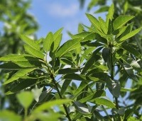 Prunus dulcis 'Robijn' - Amandel 'Robijn' - 4