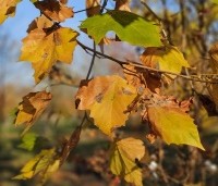Platanus hispanica - Plataan - 1
