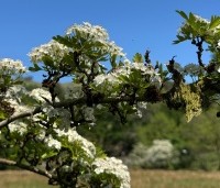 Crataegus monogyna - Eenstijlige meidoorn - 5