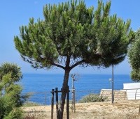 pinus pinea - Parasolden - 1