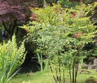 Nandina domestica - Hemelse bamboe - 3