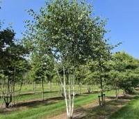 Betula utilis 'Doorenbos' - Himalayaberk - 1
