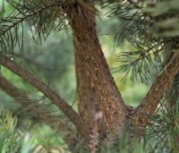 Pinus sylvestris - Grove den - 1