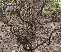 Corylus avellana 'Red Majestic' - Rode kronkelhazelaar - 1