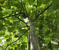 Ulmus 'Camperdownii' - Prieel-iep - 2