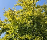 Fagus sylvatica 'Zlatia' - Beuk 'Zlatia' - 1