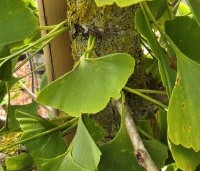 Ginkgo biloba fastigiata 'Blagon' - Japanse Notenboom 'Blagon' - 1