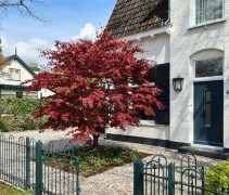 Acer palmatum ‘Atropurpureum’