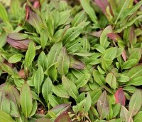Persicaria aff. 'Darjeeling Red' per kist á 24 st. - Duizendknoop 'Darjeeling Red' - 4